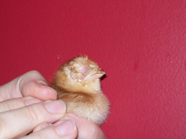 61539_chicks_eye_064.jpg