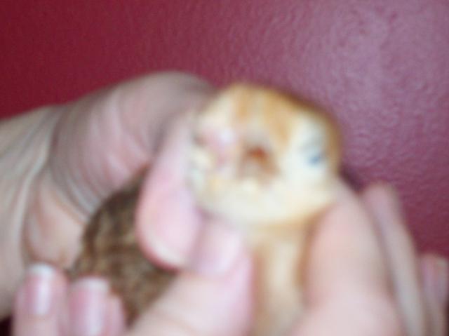 61539_chicks_eye_065.jpg