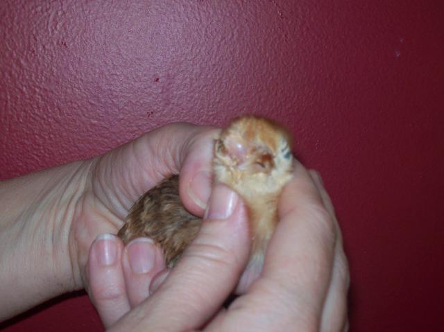 61539_chicks_eye_066.jpg