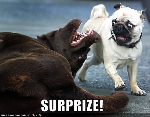 61579_funny-dog-pictures-surprise-pug.jpg