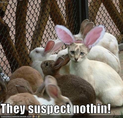 61579_funny-pictures-cat-disguised-rabbit.jpg