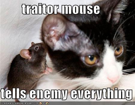 61579_funny-pictures-traiter-mouse-whispers-cat.jpg