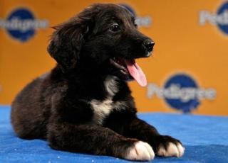 61579_puppy-bowl09-600x432.jpg