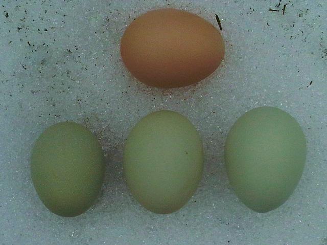 61583_araucana_eggs.jpg