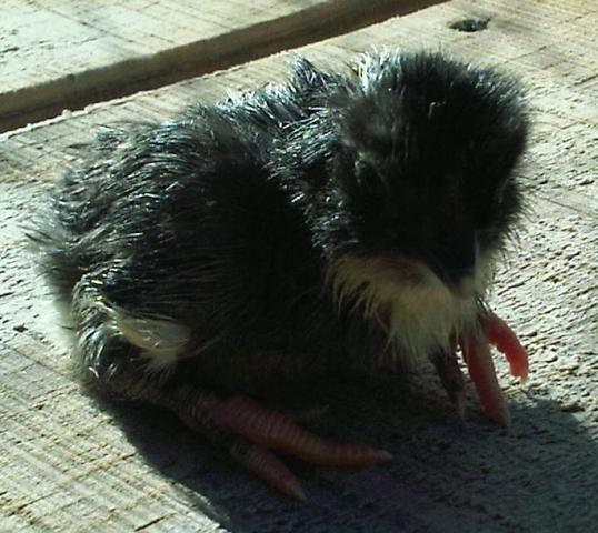 61583_baby_araucana_roo_dob_31911.jpg