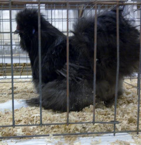 61583_blue_silkie_cockrel_bps_11511.jpg