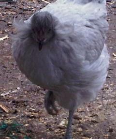 61583_bonnie_lav_hinkjc_pullet_1.jpg