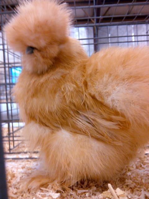 61583_buff_silkie_pullet_bps_11511.jpg