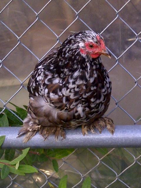 61583_mf_dark_pullet_5.jpg