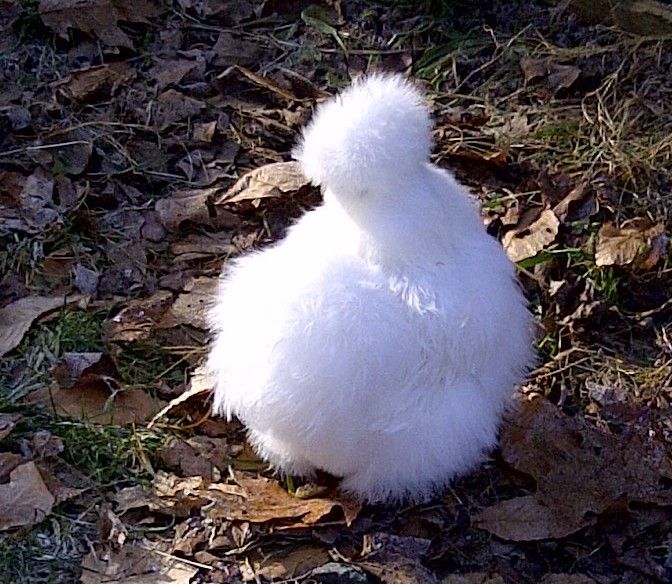 61583_new_white_from_robert_121211.jpg