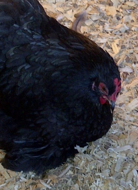 61583_oxford-20111130-008191.jpg