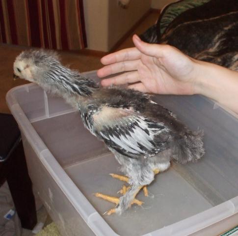 61589_longneck5wks.jpg