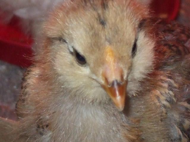 61589_scrambles_beak.jpg