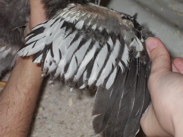 61589_tiny7wkwing.jpg
