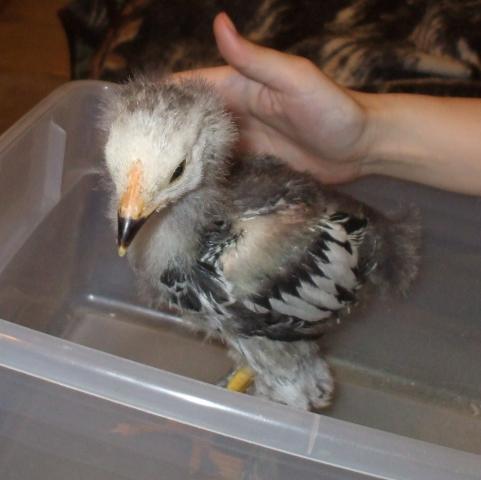 61589_tinyface5wk.jpg