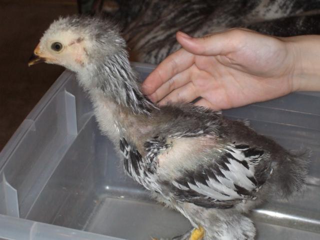 61589_tinywing5wks.jpg