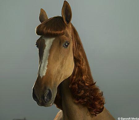 61628_horsehair2.jpg