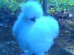 61634_white_silkie.jpg