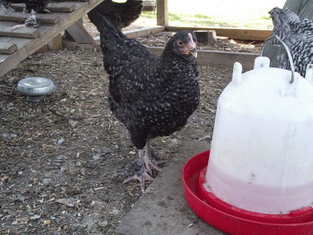 61678_claire_chick_pullet.gif