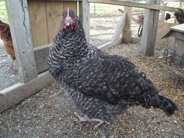 61678_pullet_0411.gif
