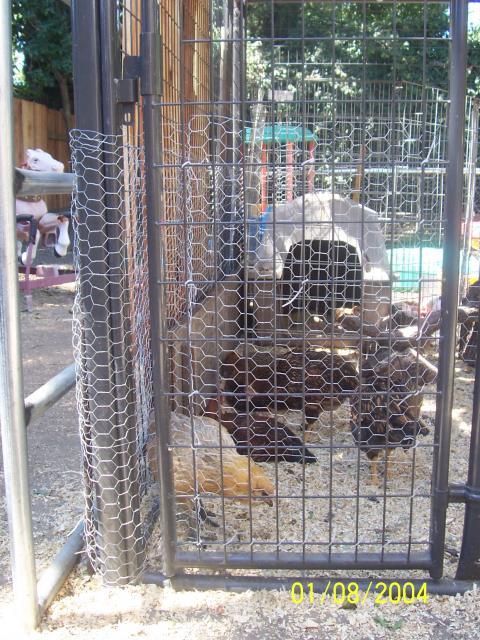 61692_kennel_001.jpg
