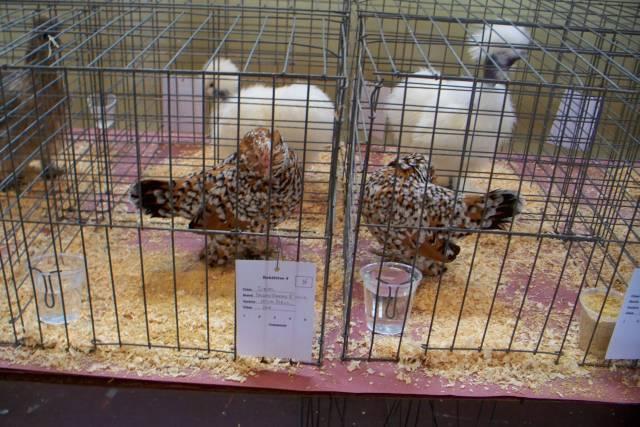 616_duccles-pair.jpg