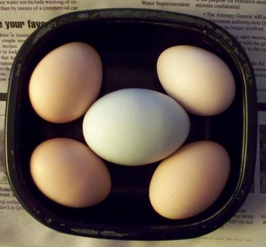 616_ee-largeegg.jpg