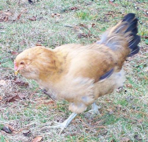 616_hennypenny-12-09.jpg