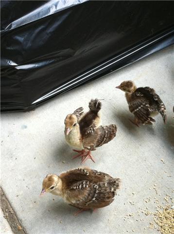 61756_peachick_displaying.jpg