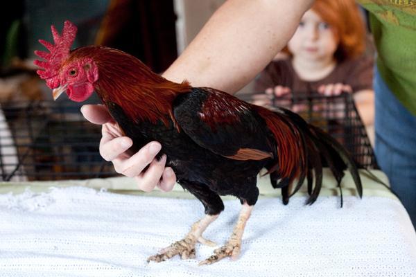 61761_red_head.jpg