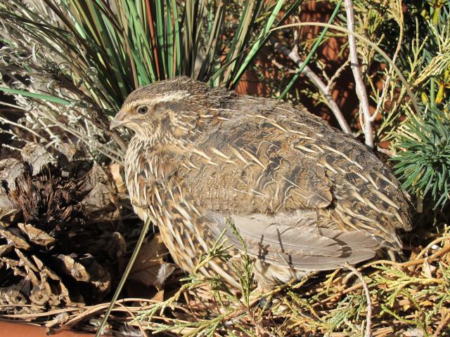 61777_slowsprings_farm_quail_and_chickens_003.jpg