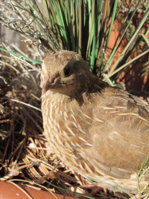61777_slowsprings_farm_quail_and_chickens_006.jpg