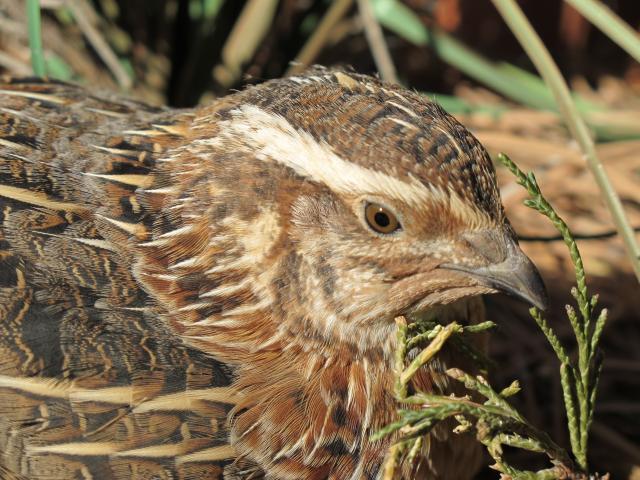 61777_slowsprings_farm_quail_and_chickens_012.jpg