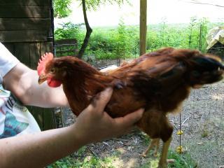 61782_chickens_001.jpg