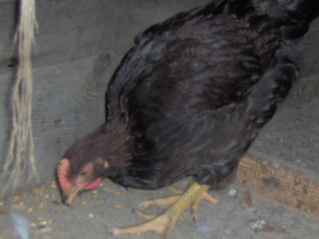 61782_my_chickens_010.jpg