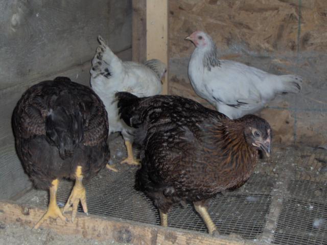 61782_my_chickens_026.jpg