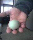 61784_our_first_egg.jpg
