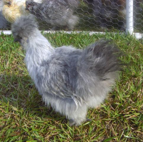 61794_cimg1129.jpg