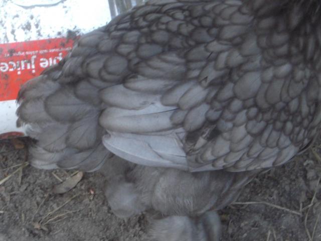 61794_cimg1201.jpg