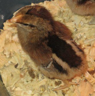 61875_unknown_chick.jpg