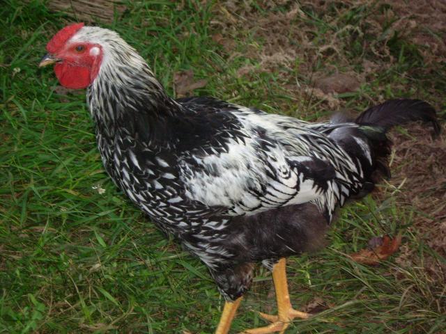 61911_rooster_unknown_2.jpg