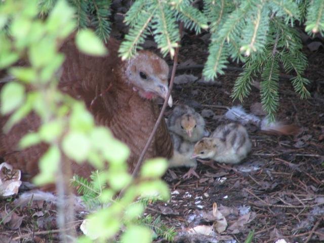 61955_hen_with_poults_2_good.jpg