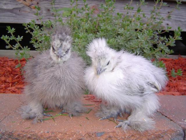 61957_2010chicks015.jpg