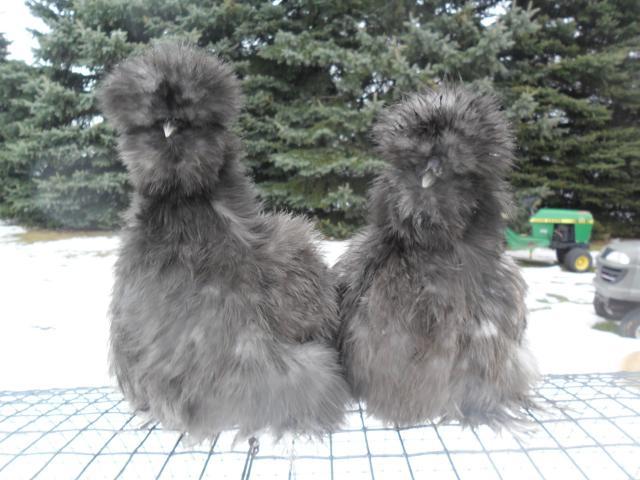 61957_2011pullets_after_bath_018.jpg