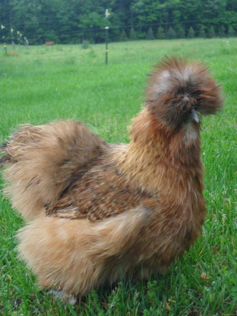 61957_bluepartsilkiehen_035.jpg