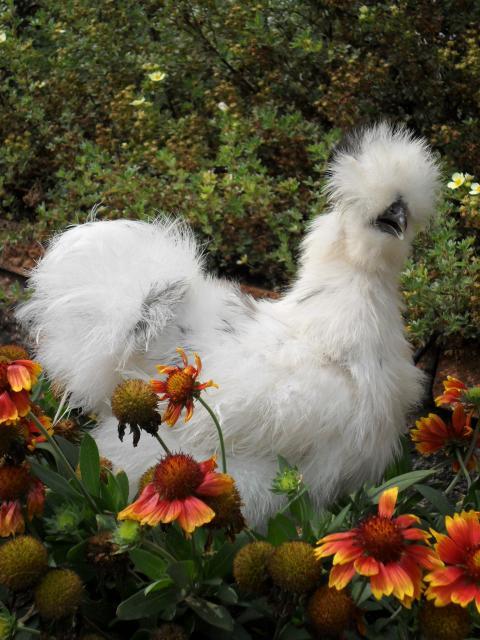 61957_sept2011birdpicsluke_027.jpg