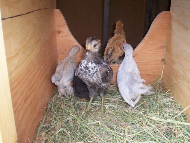 61_chicken_coop_070.jpg