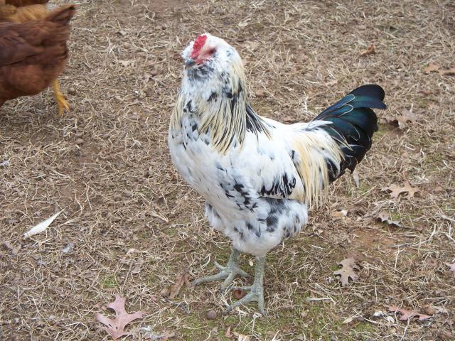 62092_123110_chickens_046.jpg