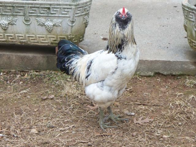 62092_123110_chickens_047.jpg