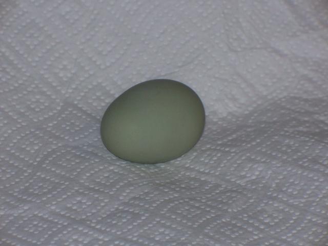 62092_first_egg_011111_005.jpg